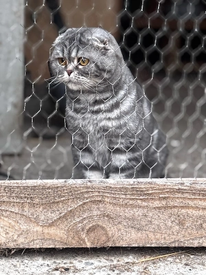 vand pisica din rasa Scottish fold - imagine 5