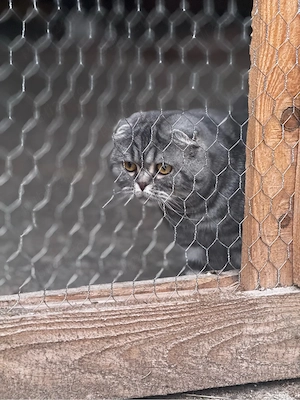 vand pisica din rasa Scottish fold - imagine 4