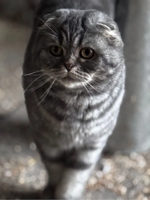 vand pisica din rasa Scottish fold