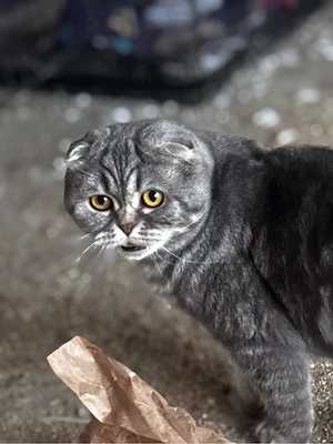 vand pisica din rasa Scottish fold - imagine 2