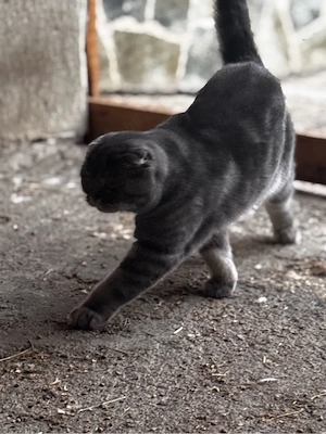 vand pisica din rasa Scottish fold - imagine 3