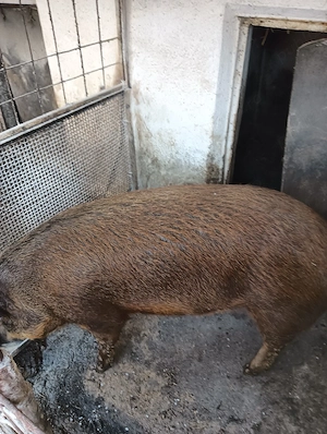 Duroc pt sacrificat 