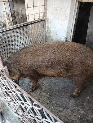 Duroc pt sacrificat  - imagine 2