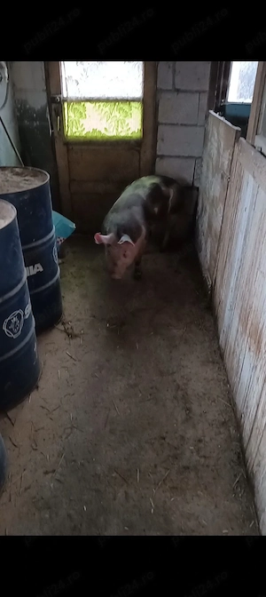 porc 100kg - imagine 2