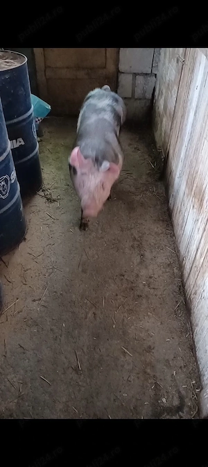 porc 100kg - imagine 4