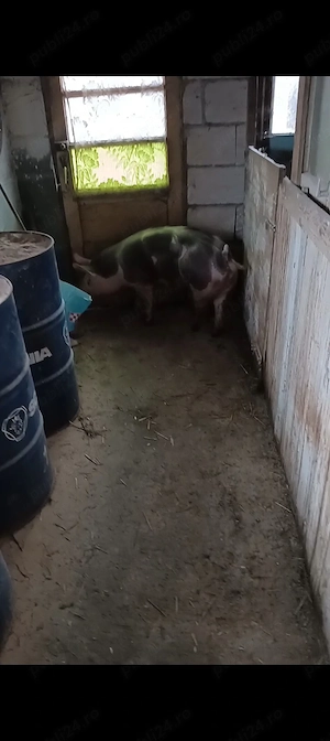 porc 100kg - imagine 3