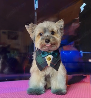 tune catei bragadiru - imagine 2