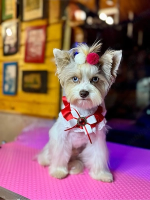 tune catei bragadiru - imagine 4