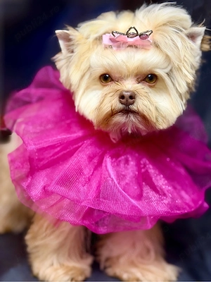 tune catei bragadiru - imagine 3