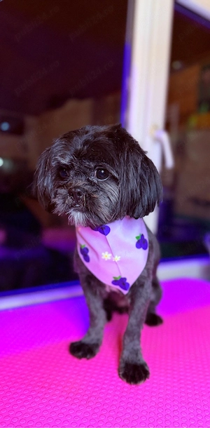 tune catei bragadiru - imagine 5