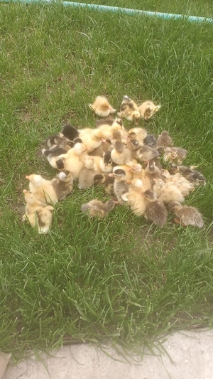 rățuște românești disponibile  - imagine 2