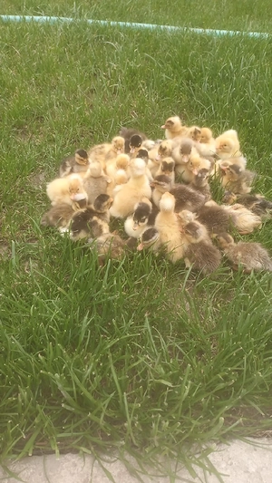 rățuște românești disponibile  - imagine 3