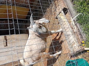 Anglonubieni de 1an si două luni - imagine 2