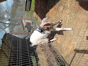 Anglonubieni de 1an si două luni