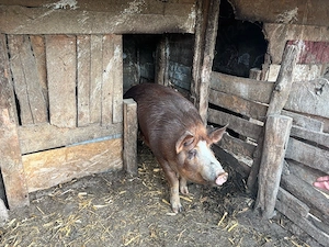 Vand Porc de carne 230kg