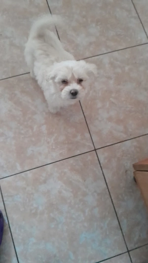 Catelusa dragalasa și iubitoare!