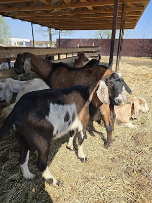 Vand tap metis de anglo-nubian in varsta de 11 luni - imagine 3