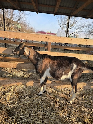 Vand tap metis de anglo-nubian in varsta de 11 luni - imagine 2