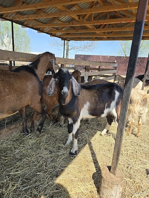 Vand tap metis de anglo-nubian in varsta de 11 luni - imagine 4