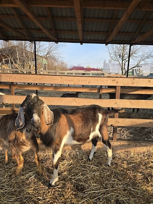 Vand tap metis de anglo-nubian in varsta de 11 luni