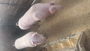 Vând porci pentru sacrificat!!! - imagine 2