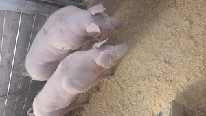 Vând porci pentru sacrificat!!! - imagine 3