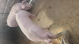 Vând porci pentru sacrificat!!! - imagine 4