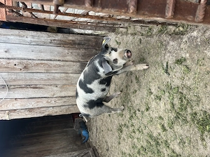 De vânzare o scrofita și un vier 