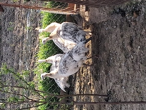 paunite 3 bucati dispobile 