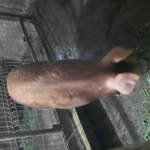 Purcică de vănzare - imagine 3