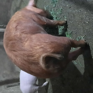 Purcică de vănzare - imagine 2