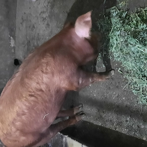 Purcică de vănzare - imagine 4