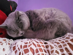 cuplu de pisicute british - imagine 5