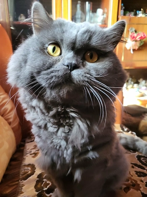 cuplu de pisicute british - imagine 3