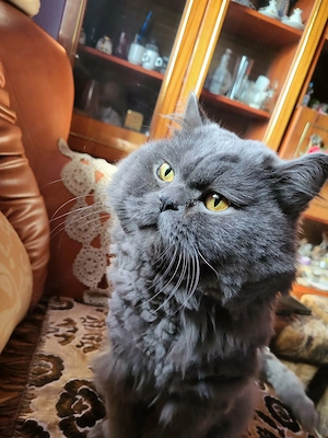 cuplu de pisicute british