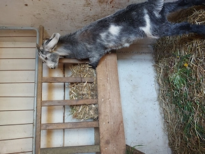 Ieduta anglonubiana - imagine 2