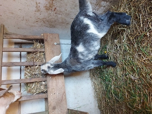 Ieduta anglonubiana - imagine 5