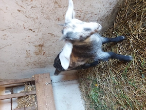 Ieduta anglonubiana - imagine 3