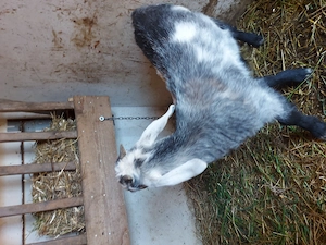 Ieduta anglonubiana - imagine 4