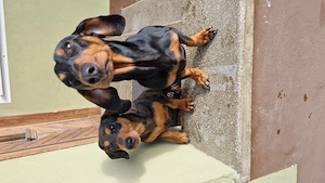 Teckel cu par scurt - imagine 2