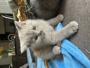Pisica british shorthair lila si blue - imagine 4