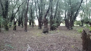 Teren intravilan 1837 mp la Dunăre, în Peceneaga, Tulcea - imagine 8