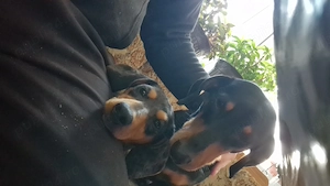 Teckel cu par scurt - imagine 4