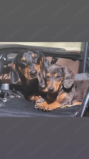 Teckel cu par scurt - imagine 5