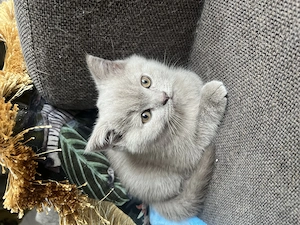 Pisica british shorthair lila si blue - imagine 3
