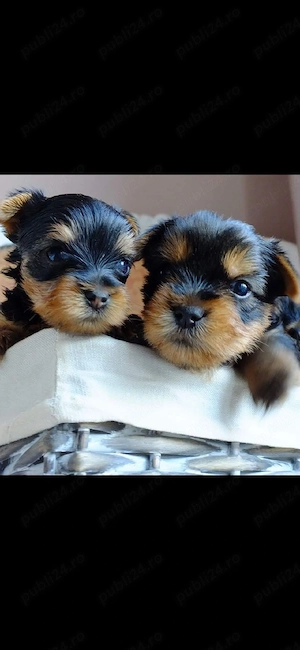 Yorkshire terrier - imagine 2