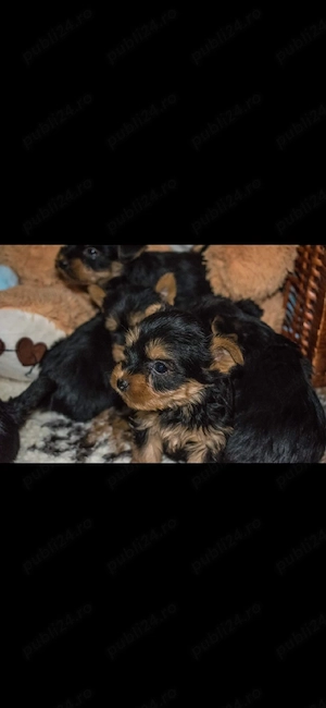 Yorkshire terrier