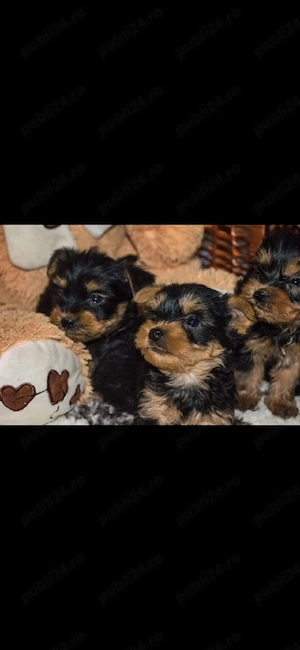 Yorkshire terrier
