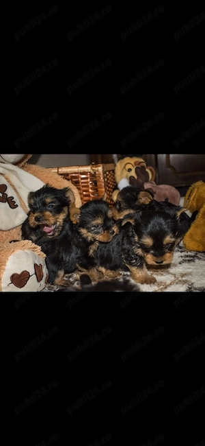 Yorkshire terrier - imagine 3