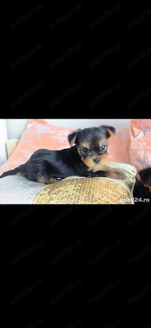 Yorkshire terrier